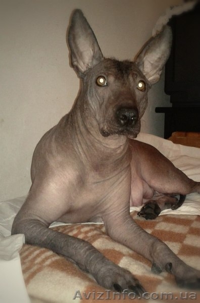 щенки Ксолоитцкуинтли Мексиканская голая - <ro>Изображение</ro><ru>Изображение</ru> #1, <ru>Объявление</ru> #841908