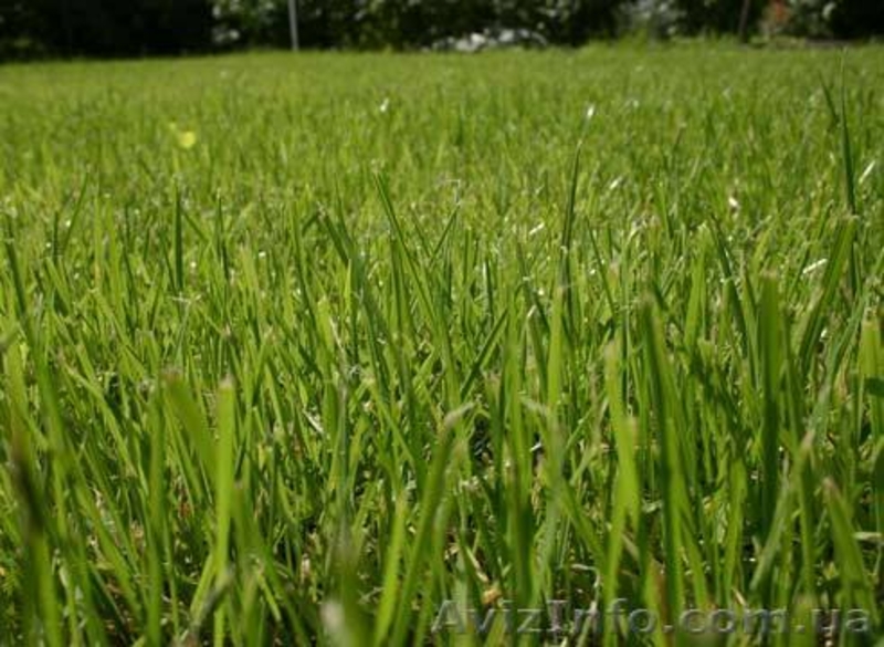 Реставрация  газонов - <ro>Изображение</ro><ru>Изображение</ru> #7, <ru>Объявление</ru> #853970