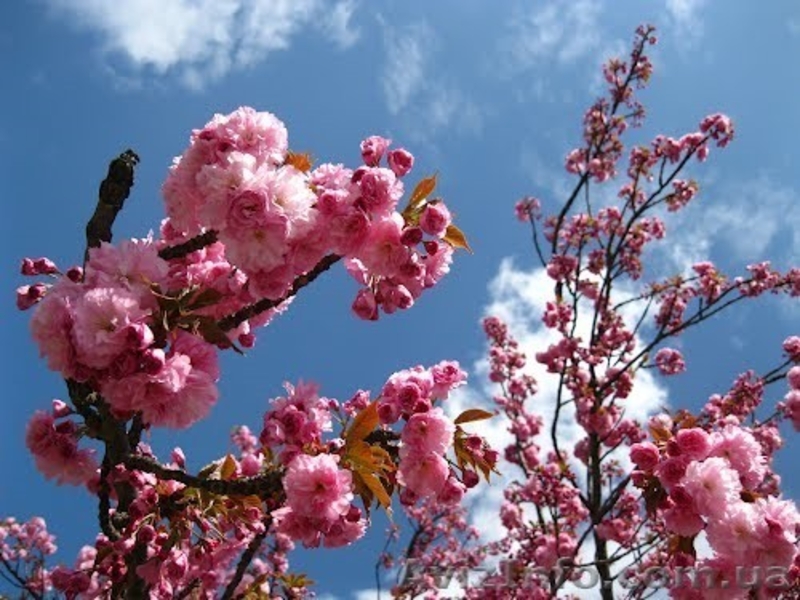 Сакура «Роял Бургунди» для ландшафтного дизайна - <ro>Изображение</ro><ru>Изображение</ru> #3, <ru>Объявление</ru> #858425