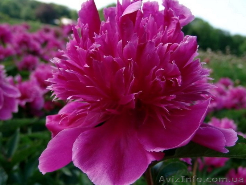 Травянистые, Древовидные и ИТО гибридные пионы Продадим - <ro>Изображение</ro><ru>Изображение</ru> #9, <ru>Объявление</ru> #857431