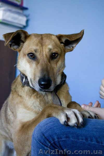 Ищет дом жизнерадостный паренек Рекс! - <ro>Изображение</ro><ru>Изображение</ru> #1, <ru>Объявление</ru> #861729