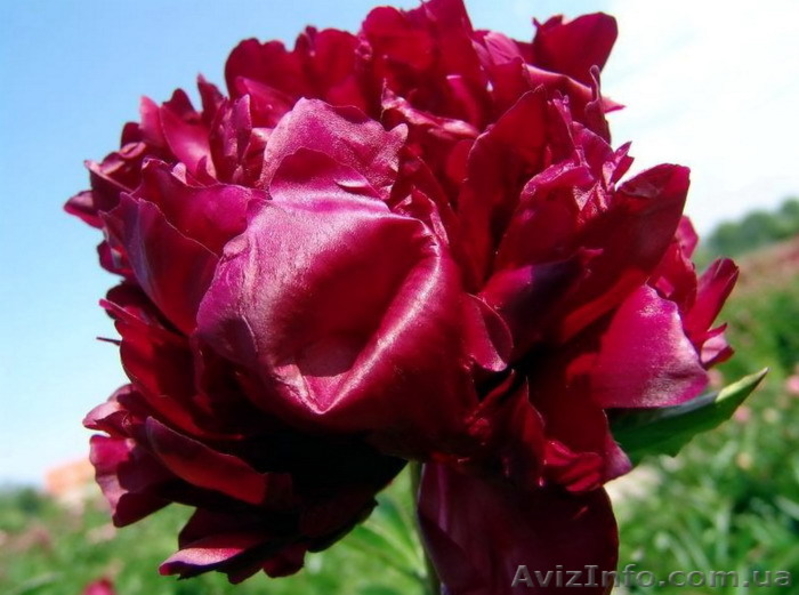 Травянистые, Древовидные и ИТО гибридные пионы Продадим - <ro>Изображение</ro><ru>Изображение</ru> #3, <ru>Объявление</ru> #857431