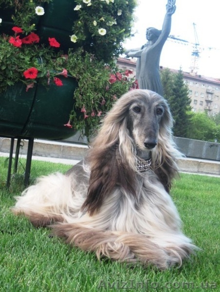 Перспективные щенки афгана шоу-класса в Новосибирске - <ro>Изображение</ro><ru>Изображение</ru> #2, <ru>Объявление</ru> #856481