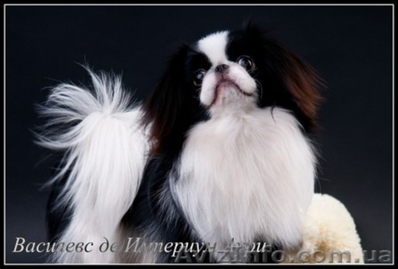 щенок японского хина, кобель - <ro>Изображение</ro><ru>Изображение</ru> #3, <ru>Объявление</ru> #338920