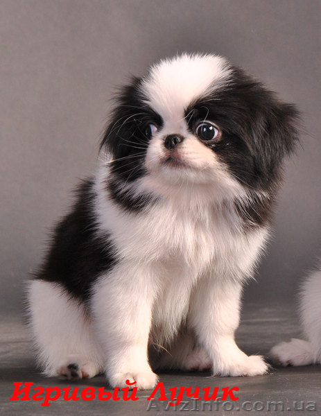 щенок японского хина, кобель - <ro>Изображение</ro><ru>Изображение</ru> #1, <ru>Объявление</ru> #338920