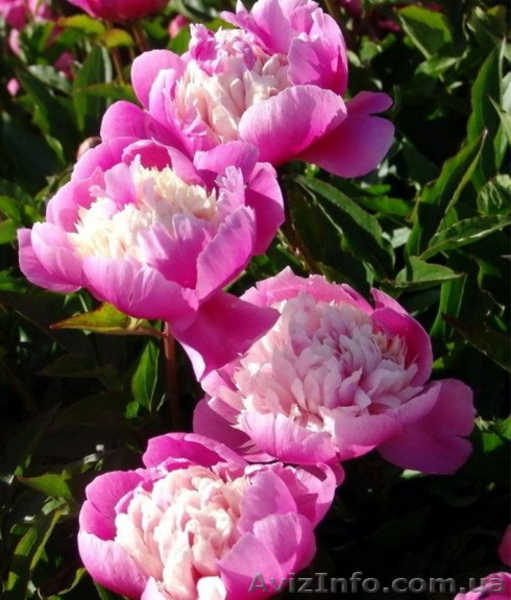 Травянистые, Древовидные и ИТО гибридные пионы Продадим - <ro>Изображение</ro><ru>Изображение</ru> #10, <ru>Объявление</ru> #857431