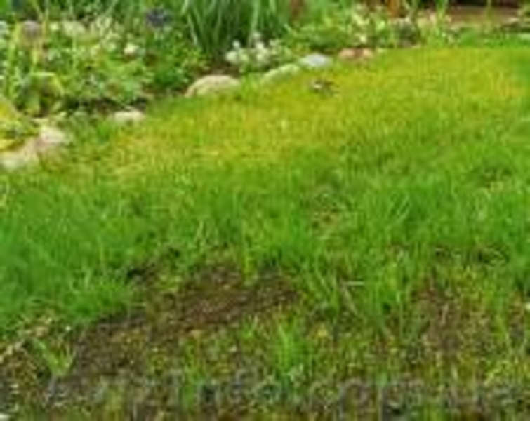 Реставрация  газонов - <ro>Изображение</ro><ru>Изображение</ru> #3, <ru>Объявление</ru> #853970