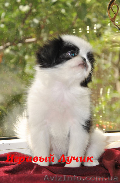 щенок японского хина, кобель - <ro>Изображение</ro><ru>Изображение</ru> #4, <ru>Объявление</ru> #338920