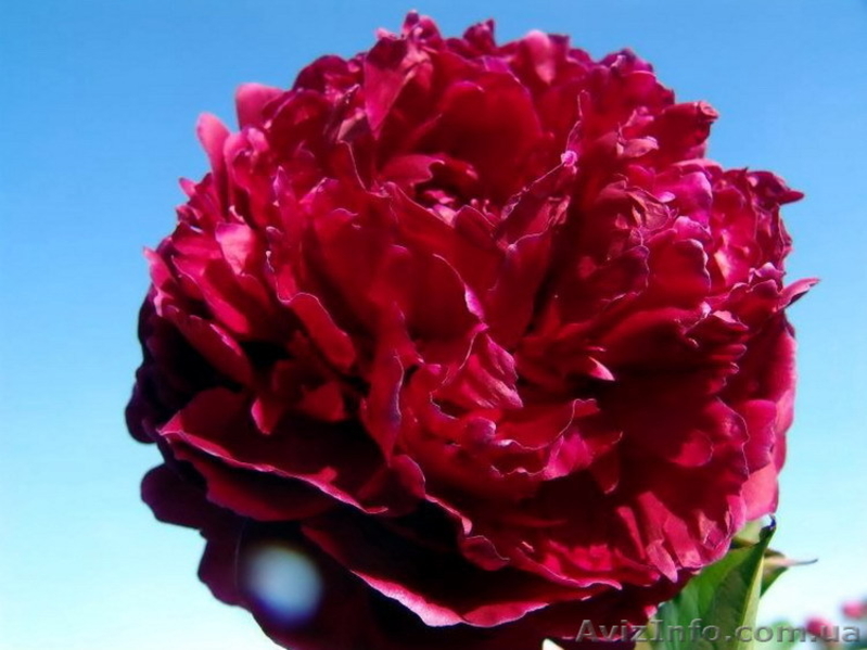 Травянистые, Древовидные и ИТО гибридные пионы Продадим - <ro>Изображение</ro><ru>Изображение</ru> #5, <ru>Объявление</ru> #857431