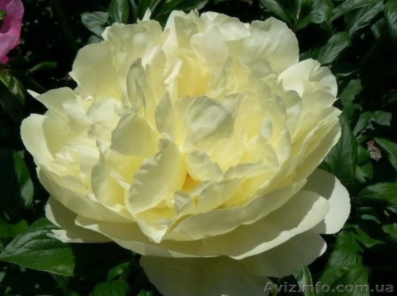 Травянистые, Древовидные и ИТО гибридные пионы Продадим - <ro>Изображение</ro><ru>Изображение</ru> #6, <ru>Объявление</ru> #857431