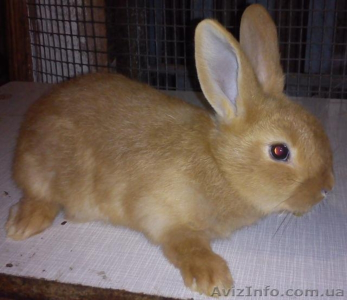 Рыжие бургундцы - мясная порода - <ro>Изображение</ro><ru>Изображение</ru> #1, <ru>Объявление</ru> #856168