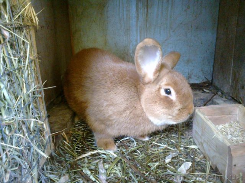 Рыжие бургундцы - мясная порода - <ro>Изображение</ro><ru>Изображение</ru> #2, <ru>Объявление</ru> #856168