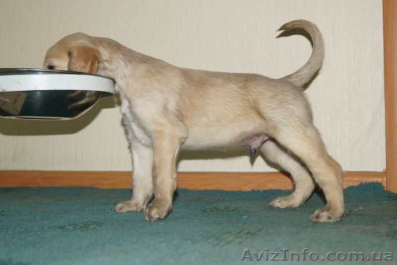 Перспективные щенки афгана шоу-класса в Новосибирске - <ro>Изображение</ro><ru>Изображение</ru> #6, <ru>Объявление</ru> #856481