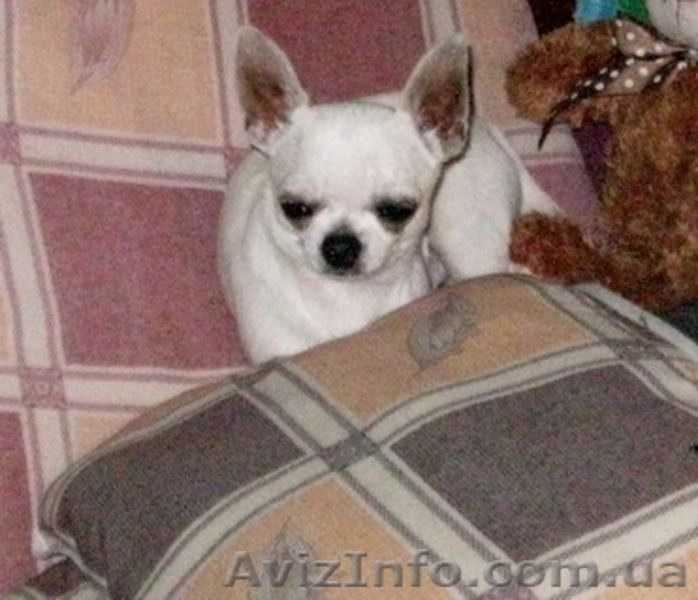 Вязка -  чихуахуа - <ro>Изображение</ro><ru>Изображение</ru> #1, <ru>Объявление</ru> #866466