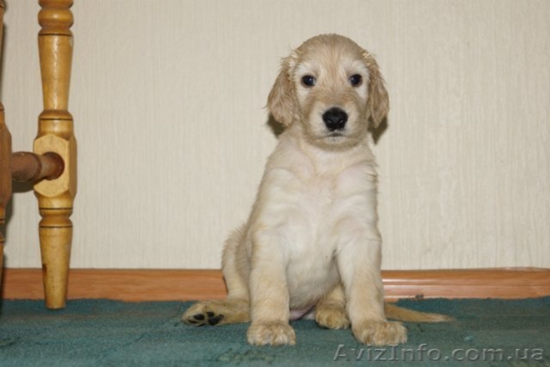 Перспективные щенки афгана шоу-класса в Новосибирске - <ro>Изображение</ro><ru>Изображение</ru> #3, <ru>Объявление</ru> #856481