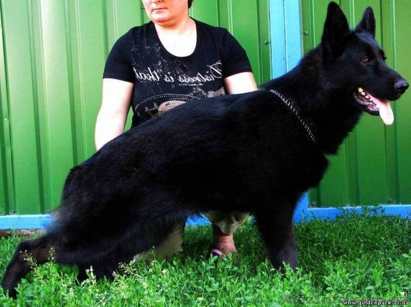 Немецкая овчарка черного окраса - <ro>Изображение</ro><ru>Изображение</ru> #3, <ru>Объявление</ru> #858172
