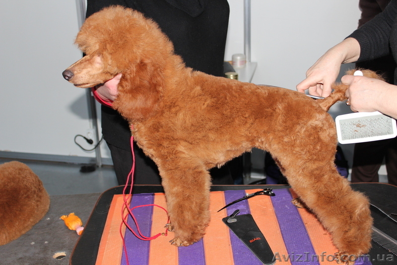 пудель красный малый - <ro>Изображение</ro><ru>Изображение</ru> #1, <ru>Объявление</ru> #871010