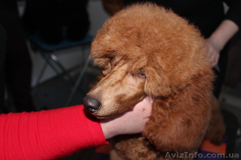 пудель красный малый - <ro>Изображение</ro><ru>Изображение</ru> #2, <ru>Объявление</ru> #871010