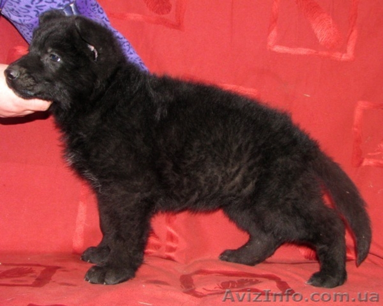 Немецкая овчарка черного окраса - <ro>Изображение</ro><ru>Изображение</ru> #1, <ru>Объявление</ru> #858172