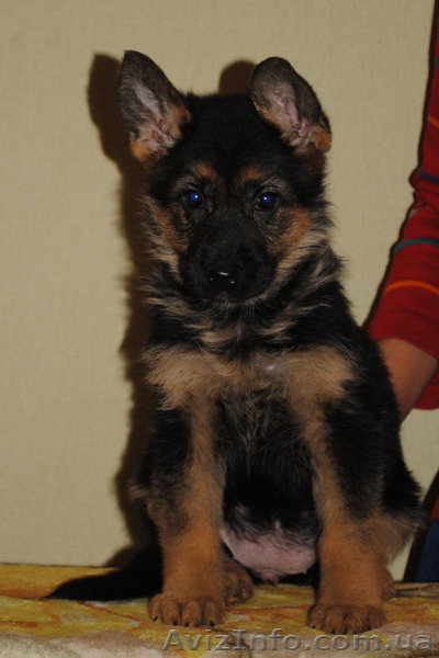 Немецкая овчарка щенки купить - <ro>Изображение</ro><ru>Изображение</ru> #2, <ru>Объявление</ru> #858176