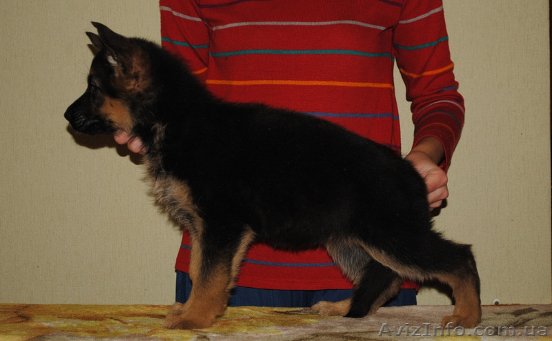 Немецкая овчарка щенки купить - <ro>Изображение</ro><ru>Изображение</ru> #1, <ru>Объявление</ru> #858176