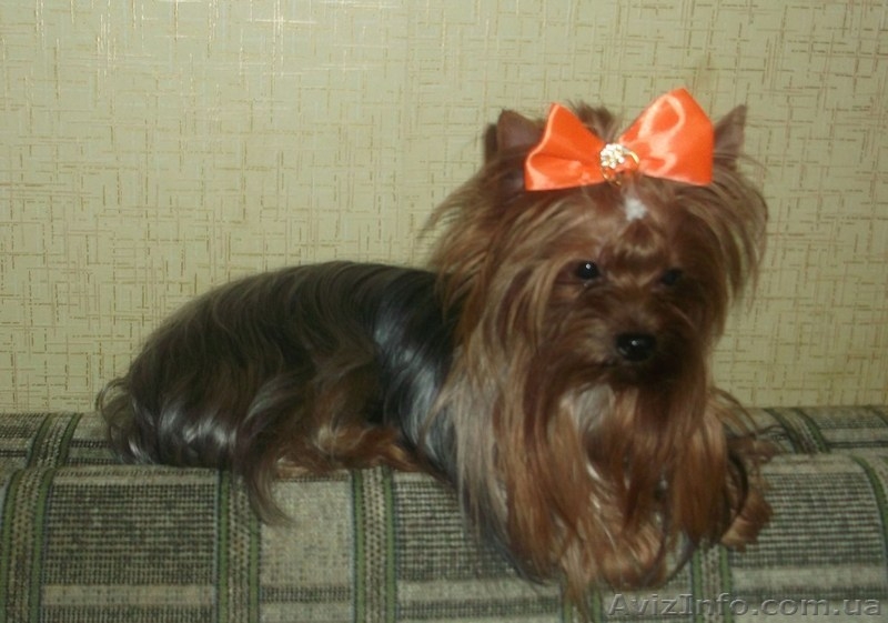 Вязки, проверенные многоплодные кобели йоркширского терьера - <ro>Изображение</ro><ru>Изображение</ru> #3, <ru>Объявление</ru> #863930