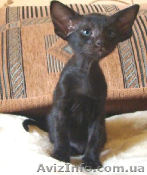 Стильные ориентальные котята - <ro>Изображение</ro><ru>Изображение</ru> #2, <ru>Объявление</ru> #814554