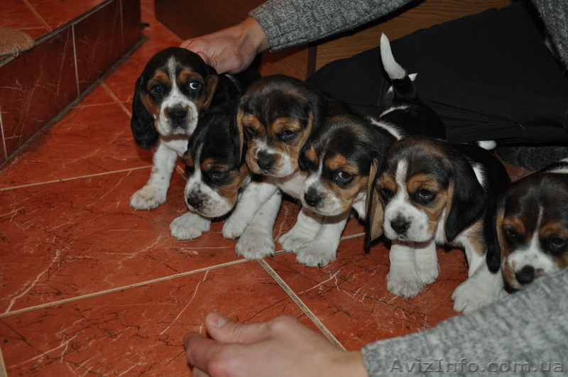Продам замчательных щеночков бигль - <ro>Изображение</ro><ru>Изображение</ru> #2, <ru>Объявление</ru> #858819