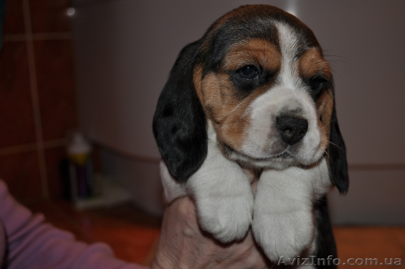 Продам замчательных щеночков бигль - <ro>Изображение</ro><ru>Изображение</ru> #3, <ru>Объявление</ru> #858819