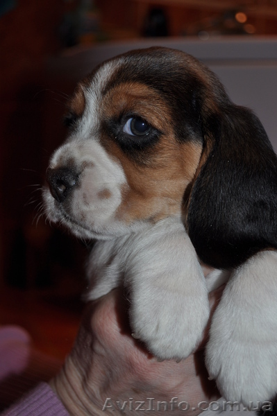 Продам замчательных щеночков бигль - <ro>Изображение</ro><ru>Изображение</ru> #1, <ru>Объявление</ru> #858819