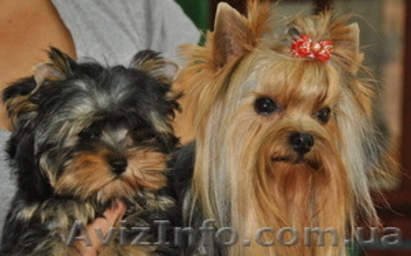 Мальчик йорик приглашает на вязку - <ro>Изображение</ro><ru>Изображение</ru> #2, <ru>Объявление</ru> #866459