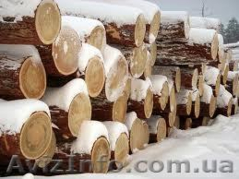 Лиственница сибирская Киев - <ro>Изображение</ro><ru>Изображение</ru> #6, <ru>Объявление</ru> #857880