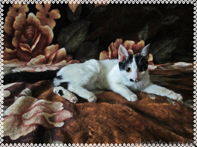 Мілка, 6 місяців, в добрі руки! - <ro>Изображение</ro><ru>Изображение</ru> #1, <ru>Объявление</ru> #852332