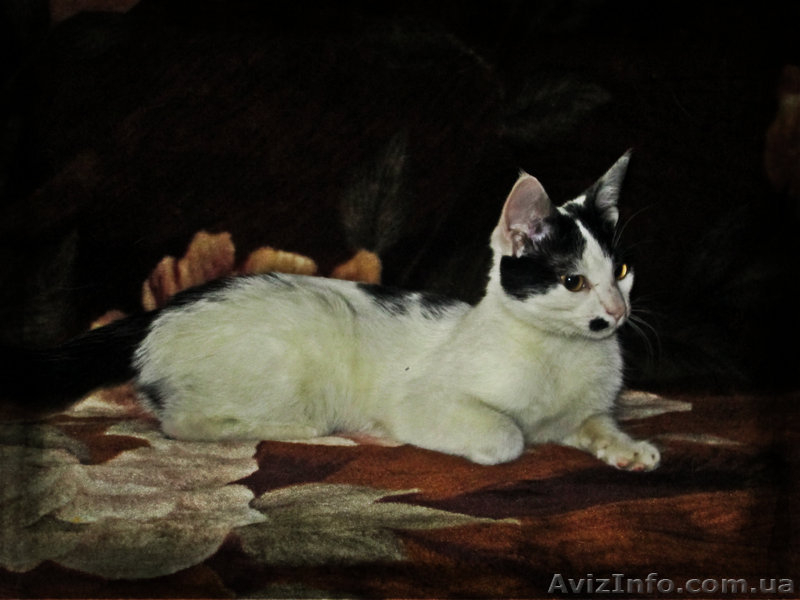 Мілка, 6 місяців, в добрі руки! - <ro>Изображение</ro><ru>Изображение</ru> #2, <ru>Объявление</ru> #852332