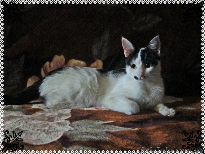 Мілка, 6 місяців, в добрі руки! - <ro>Изображение</ro><ru>Изображение</ru> #3, <ru>Объявление</ru> #852332