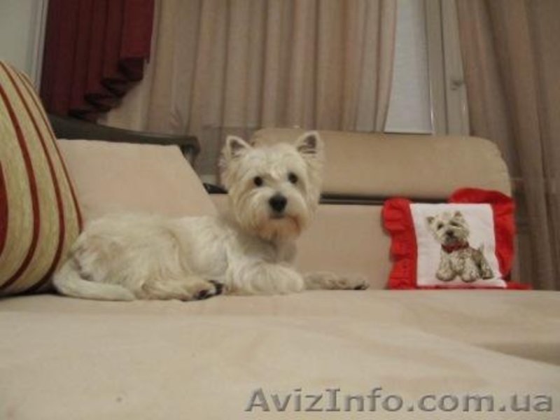 Вязка Вест Хайленд Уайт Терьер West Highland White Terrier - <ro>Изображение</ro><ru>Изображение</ru> #2, <ru>Объявление</ru> #253115