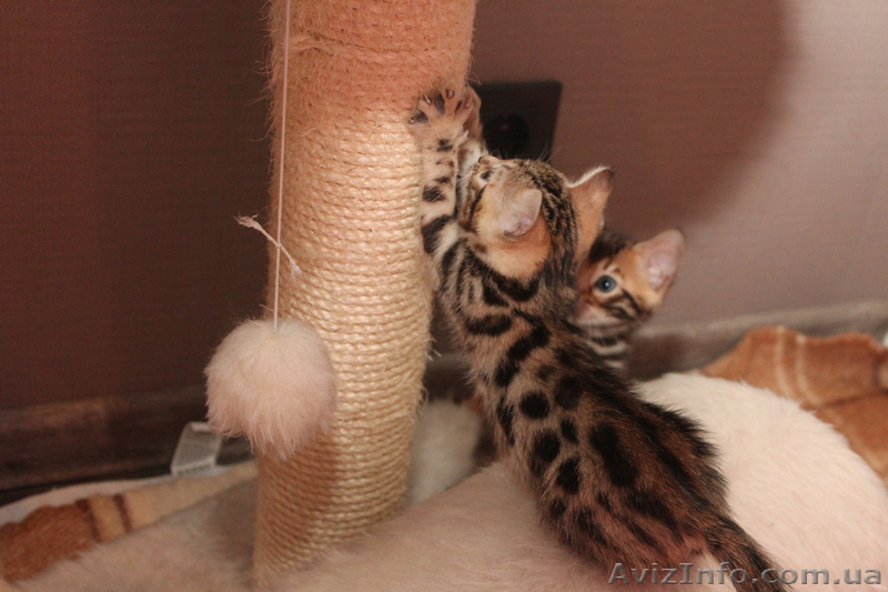 Бенгальские котята ищут хозяев - <ro>Изображение</ro><ru>Изображение</ru> #2, <ru>Объявление</ru> #871933