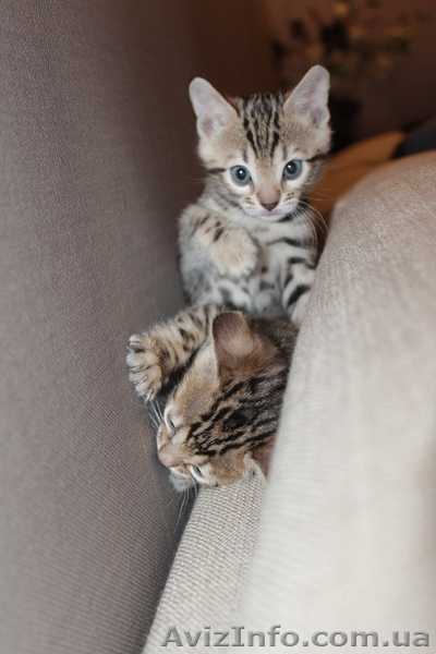 Бенгальские котята ищут хозяев - <ro>Изображение</ro><ru>Изображение</ru> #3, <ru>Объявление</ru> #871933