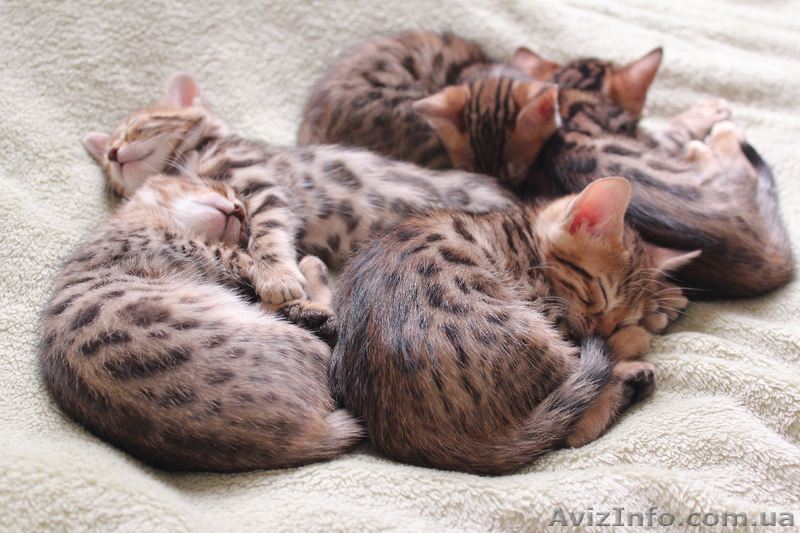 Бенгальские котята ищут хозяев - <ro>Изображение</ro><ru>Изображение</ru> #5, <ru>Объявление</ru> #871933