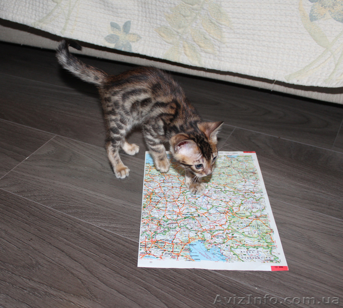 Бенгальские котята ищут хозяев - <ro>Изображение</ro><ru>Изображение</ru> #4, <ru>Объявление</ru> #871933