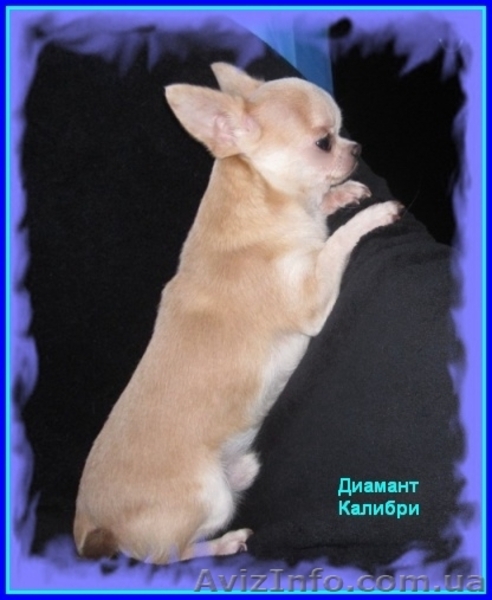 Миниатюрный мальчик чихуахуа для вязок. - <ro>Изображение</ro><ru>Изображение</ru> #1, <ru>Объявление</ru> #855809