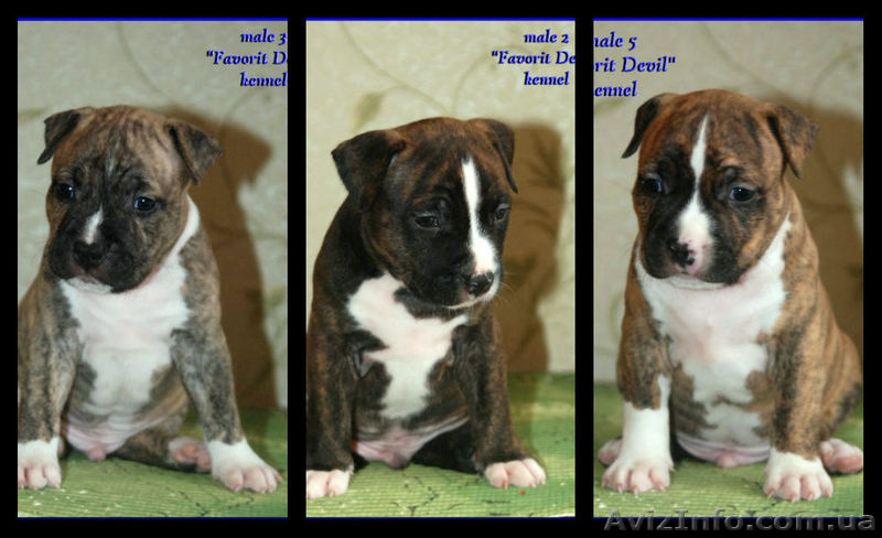 Подрощеный  щенок Мальчики Ам. Стафф. Терьер., - <ro>Изображение</ro><ru>Изображение</ru> #1, <ru>Объявление</ru> #366330
