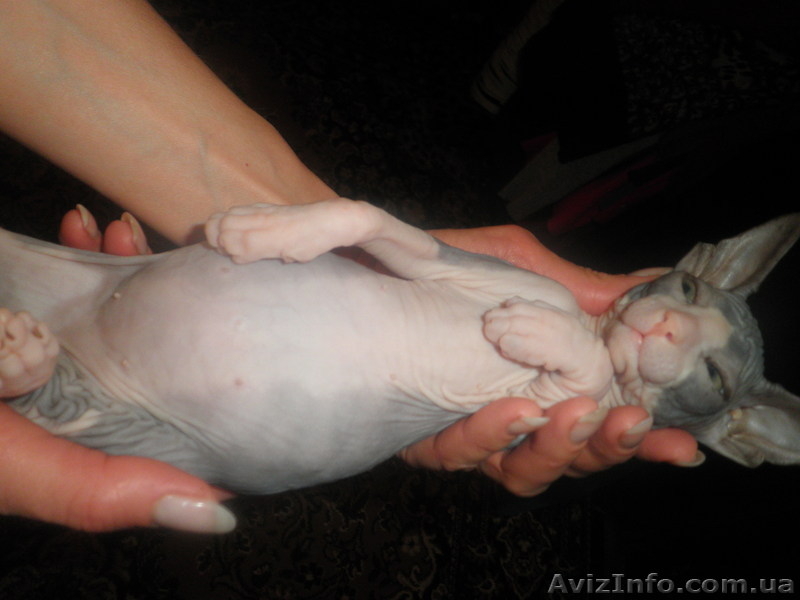 Очаровательные донские сфинксы - <ro>Изображение</ro><ru>Изображение</ru> #2, <ru>Объявление</ru> #842506