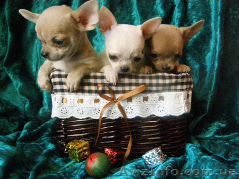 Миниатюрный мальчик чихуахуа для вязок. - <ro>Изображение</ro><ru>Изображение</ru> #2, <ru>Объявление</ru> #855809