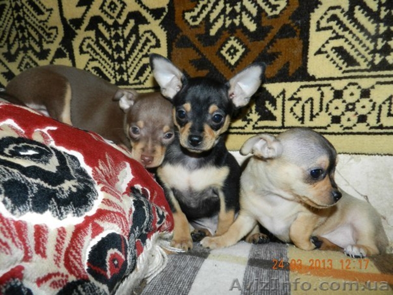 Мини той-терьеры! - <ro>Изображение</ro><ru>Изображение</ru> #4, <ru>Объявление</ru> #871496