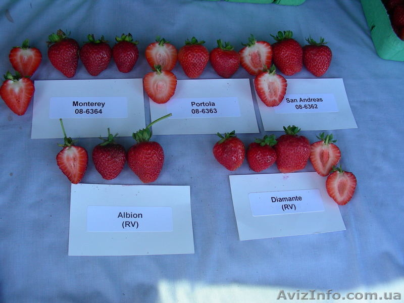 Купить рассаду клубники Сан Андреас (San Andreas) - <ro>Изображение</ro><ru>Изображение</ru> #3, <ru>Объявление</ru> #871489
