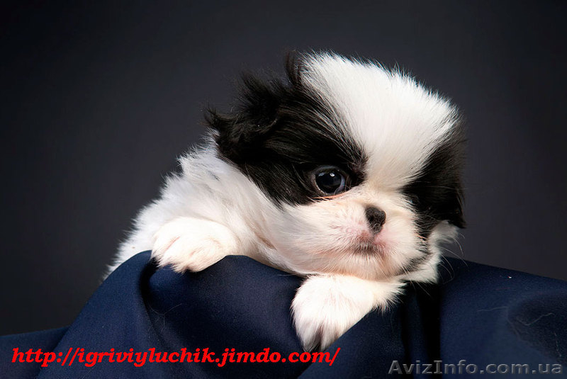 щенок японского хина, кобель - <ro>Изображение</ro><ru>Изображение</ru> #8, <ru>Объявление</ru> #338920