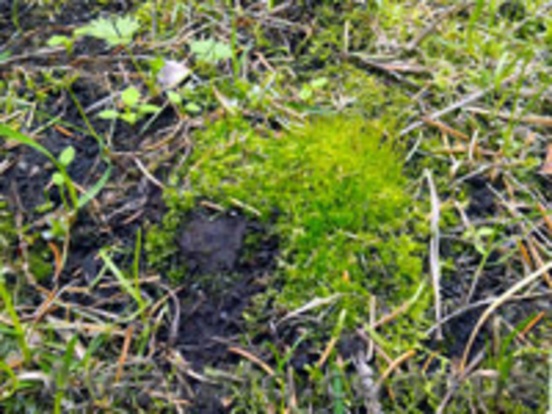 Реставрация  газонов - <ro>Изображение</ro><ru>Изображение</ru> #4, <ru>Объявление</ru> #853970