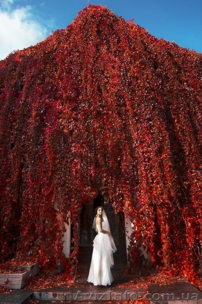 Принимаются заказы на СВАДЕБНЫЙ СЕЗОН 2013!!! - <ro>Изображение</ro><ru>Изображение</ru> #1, <ru>Объявление</ru> #857421