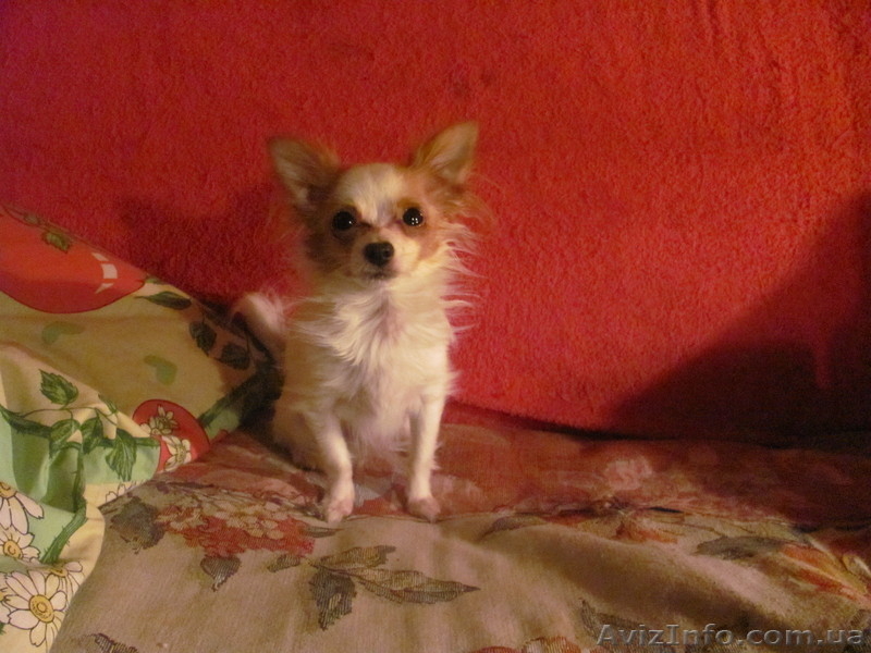 срочно  продам  чихуа  - <ro>Изображение</ro><ru>Изображение</ru> #2, <ru>Объявление</ru> #875273